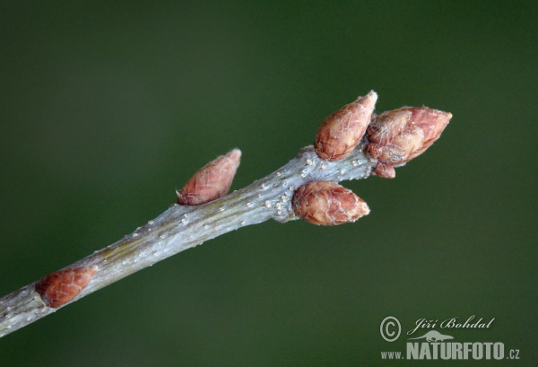 Traubeneiche (Quercus petraea)