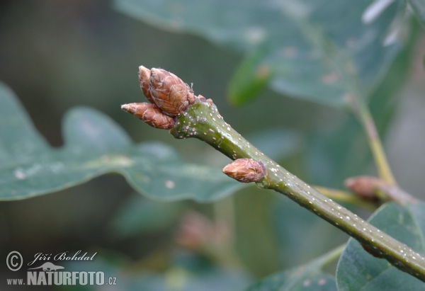 Traubeneiche (Quercus petraea)