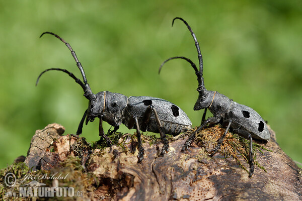 Trauerbock (Morimus funereus)