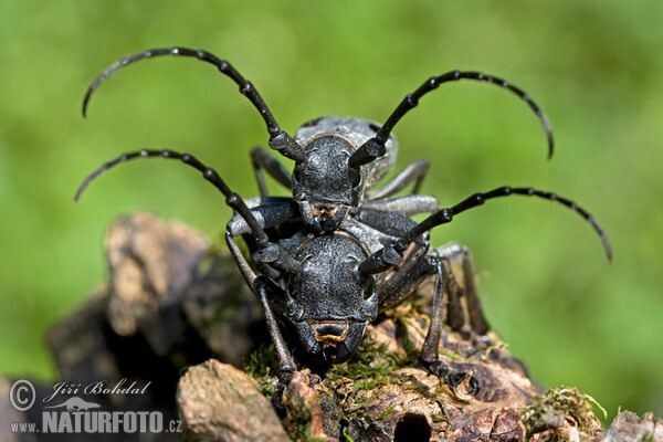 Trauerbock (Morimus funereus)