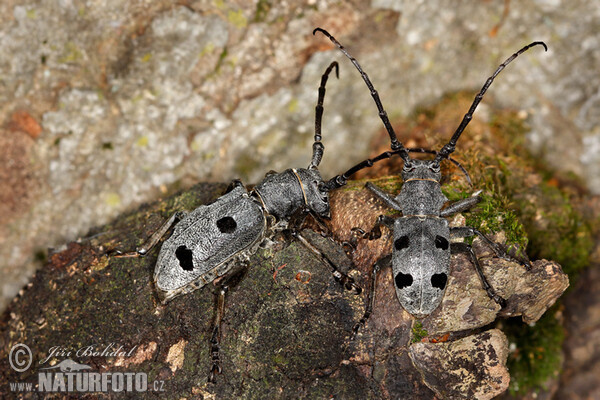 Trauerbock (Morimus funereus)