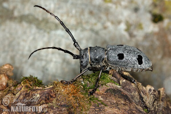 Trauerbock (Morimus funereus)