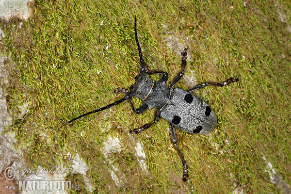 Trauerbock (Morimus funereus)