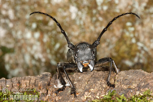 Trauerbock (Morimus funereus)