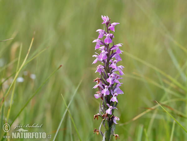 Traunsteiners Knabenkraut (Dactylorhiza traunsteineri)