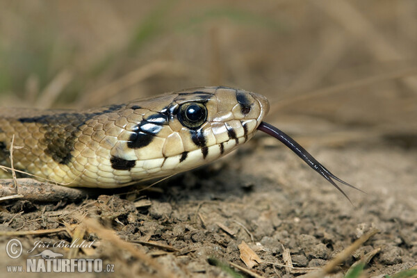 Treppennatter (Zamenis scalaris)