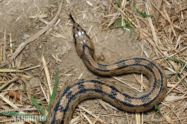 Treppennatter (Zamenis scalaris)