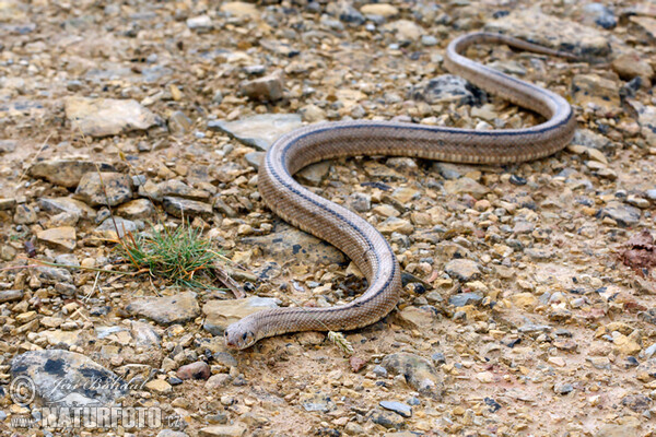 Treppennatter (Zamenis scalaris)