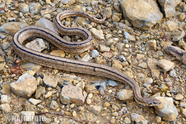 Treppennatter (Zamenis scalaris)