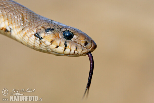 Treppennatter (Zamenis scalaris)