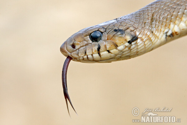 Treppennatter (Zamenis scalaris)