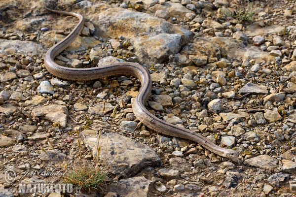 Treppennatter (Zamenis scalaris)