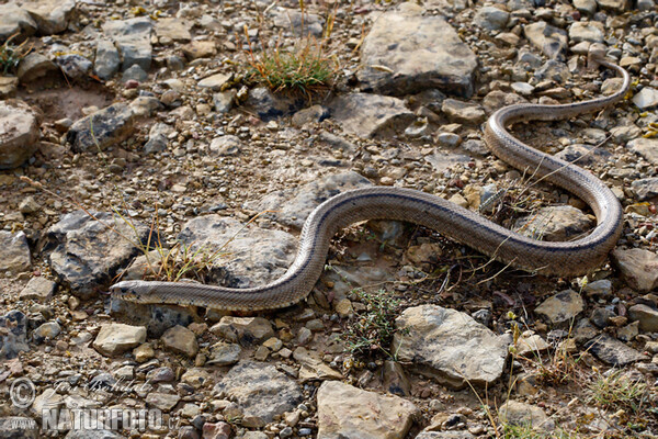 Treppennatter (Zamenis scalaris)