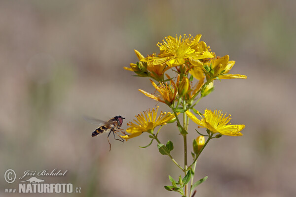 Tüpfel-Hartheu (Hypericum perforatum)