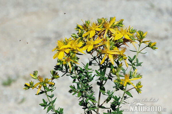 Tüpfel-Hartheu (Hypericum perforatum)