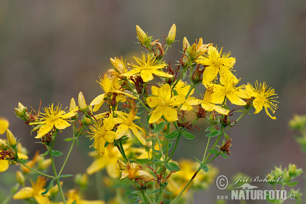 Tüpfel-Hartheu (Hypericum perforatum)