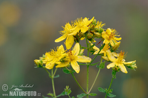 Tüpfel-Hartheu (Hypericum perforatum)