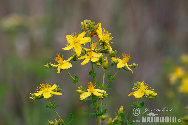 Tüpfel-Hartheu (Hypericum perforatum)