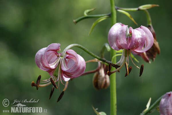 Türkenbundlilie (Lilium martagon)