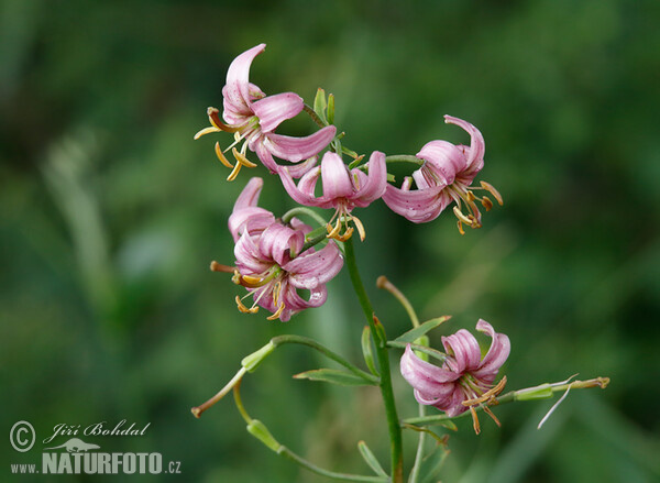 Türkenbundlilie (Lilium martagon)