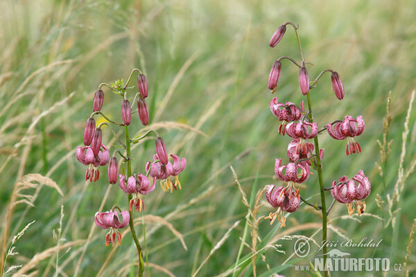 Türkenbundlilie (Lilium martagon)