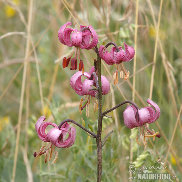 Türkenbundlilie (Lilium martagon)