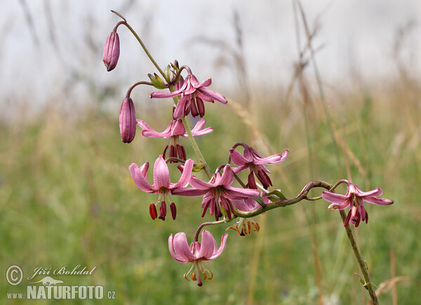 Türkenbundlilie (Lilium martagon)