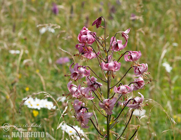 Türkenbundlilie (Lilium martagon)