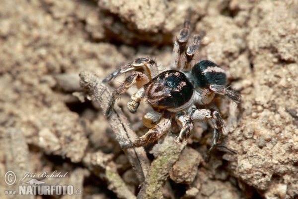 V-Springspinne (Aelurillus v-insignitus)