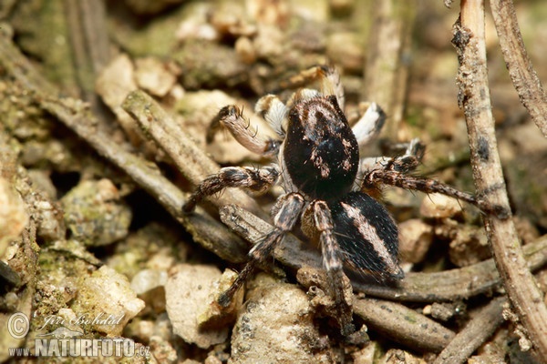 V-Springspinne (Aelurillus v-insignitus)