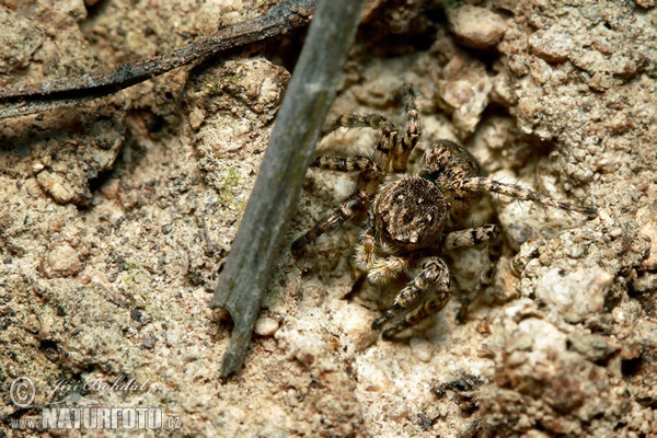 V-Springspinne (Aelurillus v-insignitus)