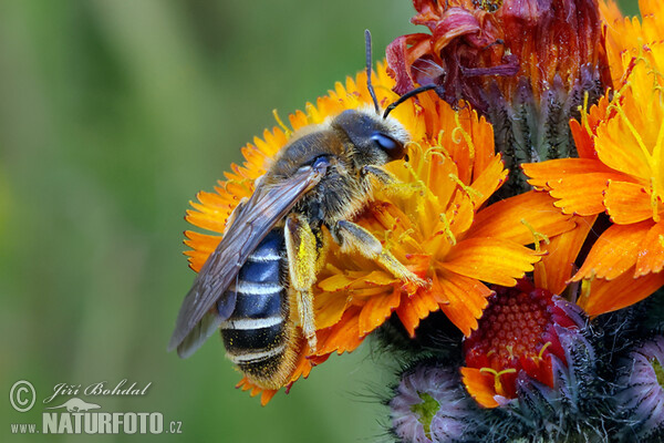 Vierbindige Furchenbiene (Halictus quadricinctus)