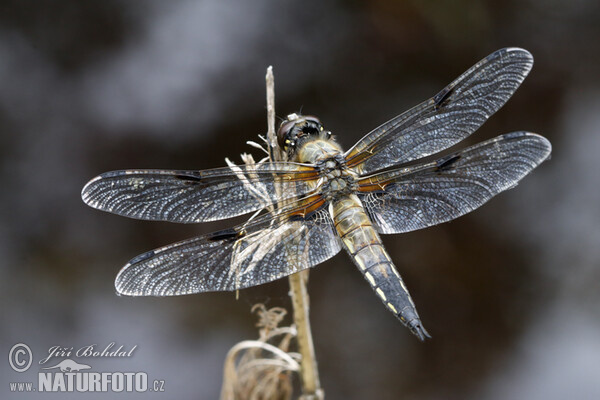 Vierfleck (Libellula quadrimaculata)