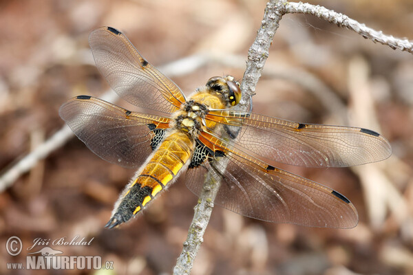 Vierfleck (Libellula quadrimaculata)