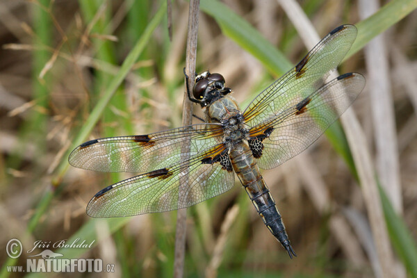 Vierfleck (Libellula quadrimaculata)