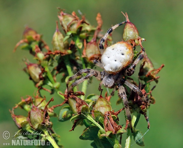 Vierfleck Kreuzspinne (Araneus quadratus)