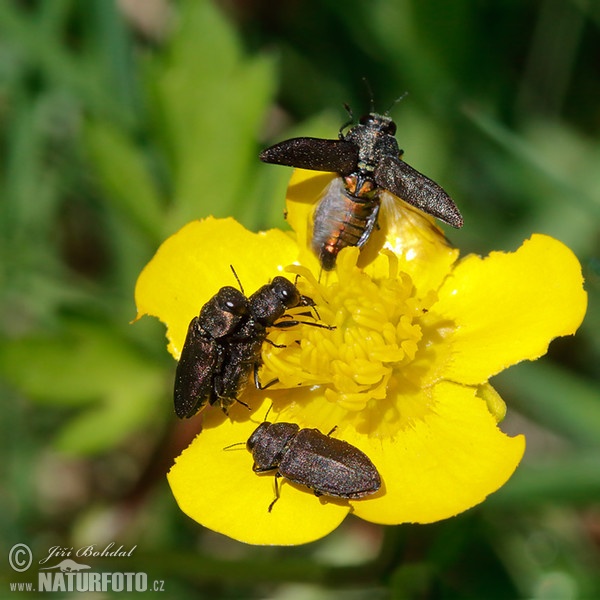 Vierpunkt Kiefern Prachtkäfer (Anthaxia quadripunctata)