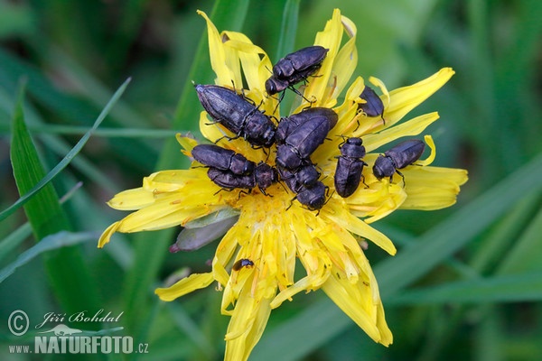 Vierpunkt Kiefern Prachtkäfer (Anthaxia quadripunctata)