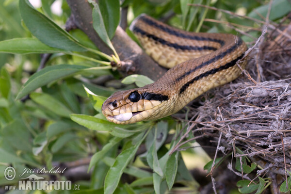 Vierstreifennatter (Elaphe quatuorlineata)