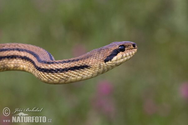 Vierstreifennatter (Elaphe quatuorlineata)