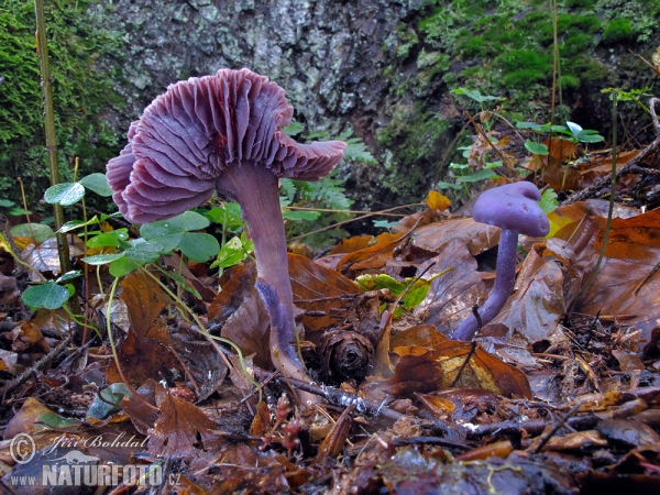 Violetter Lacktrichterling (Laccaria amethystina)