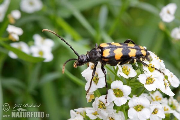 Virbindiger Smalbock (Leptura quadrifasciata)