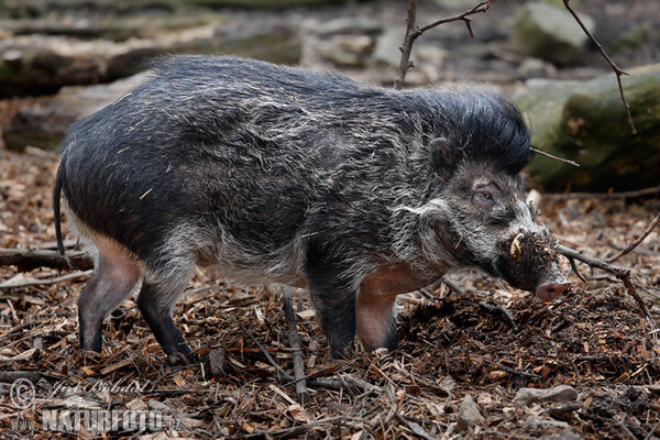 Visayas Pustelschwein (Sus cebifrons negrinus)