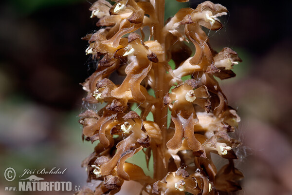 Vogel Nestwurz (Neottia nidus-avis)