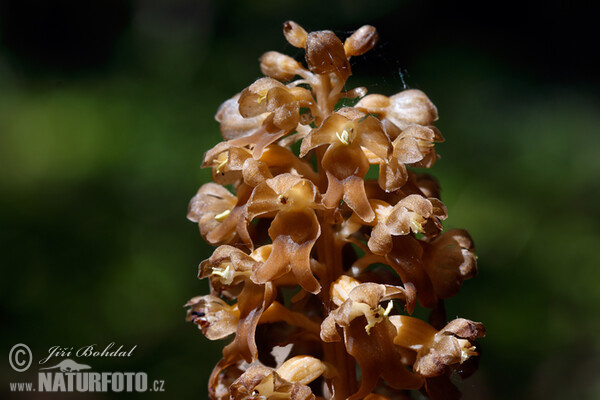 Vogel Nestwurz (Neottia nidus-avis)