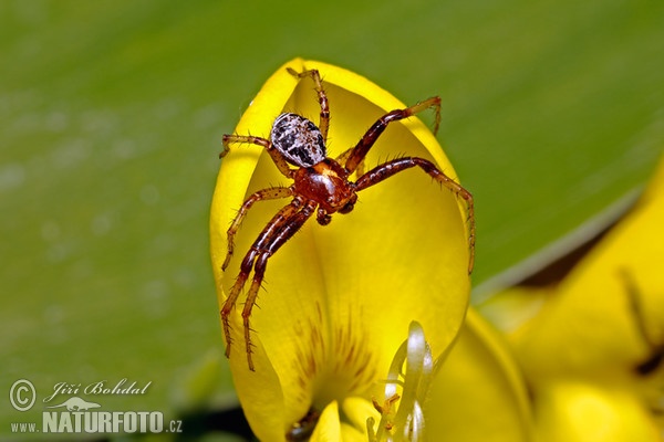 Wald-Krabbenspinne (Xysticus lanio)