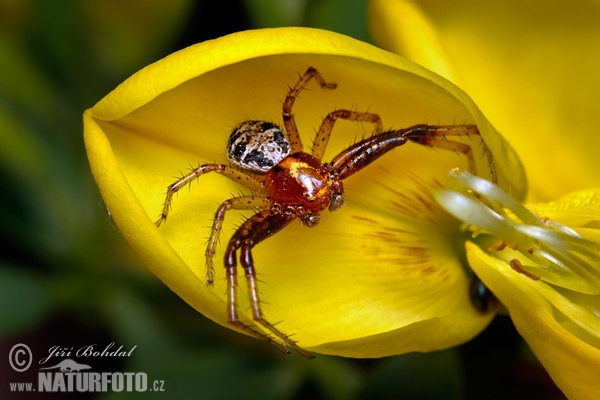 Wald-Krabbenspinne (Xysticus lanio)