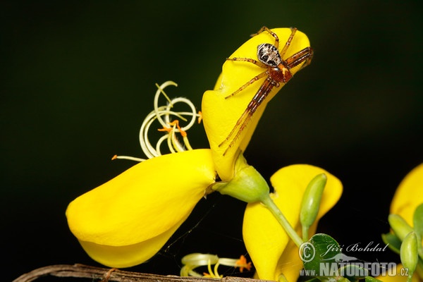 Wald-Krabbenspinne (Xysticus lanio)