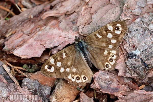 Waldbrettspiel (Pararge aegeria)