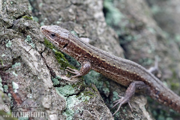 Waldeidechse (Lacerta vivipara)